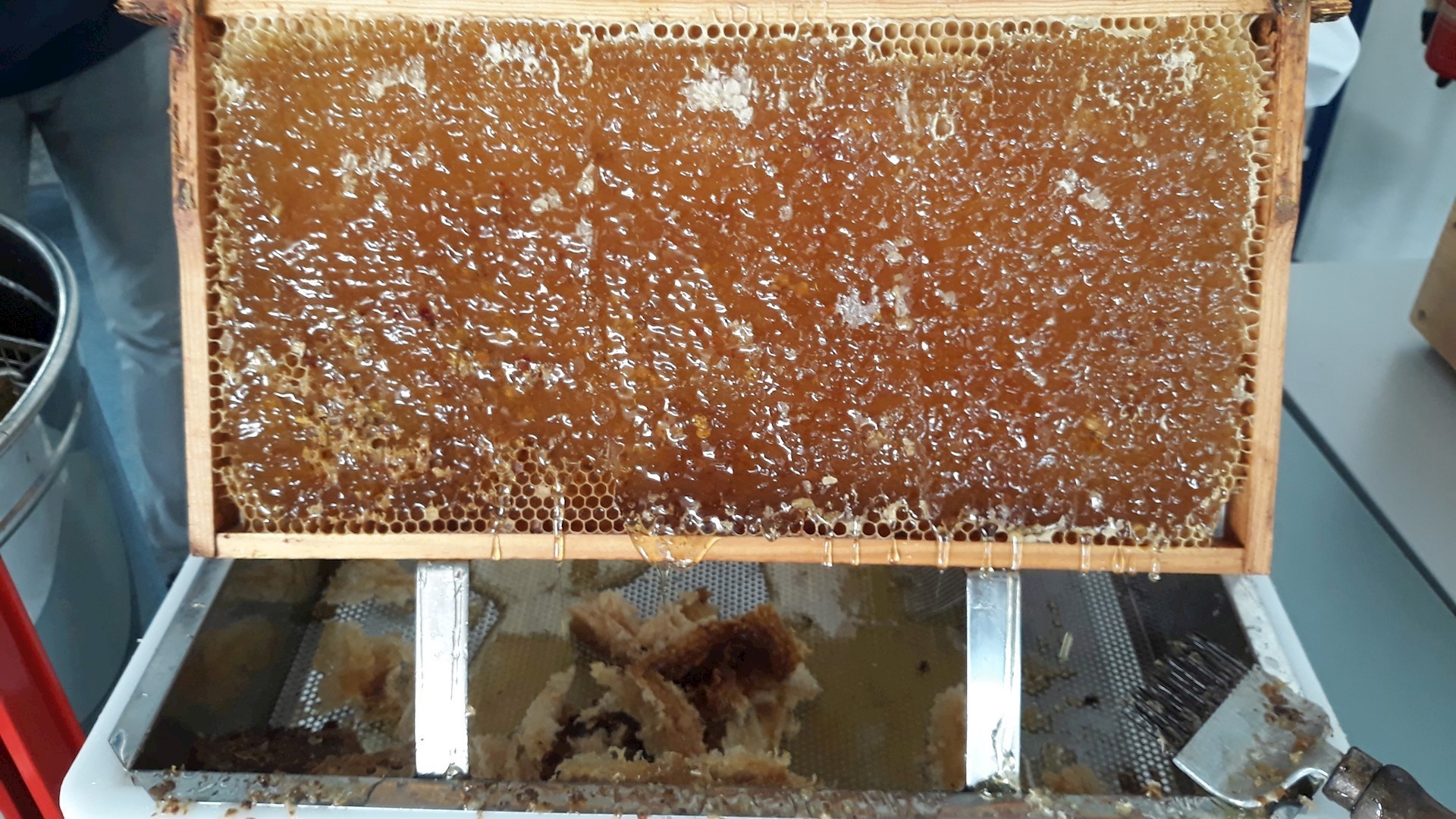 22 Geöffnete Waben Mit Honig
