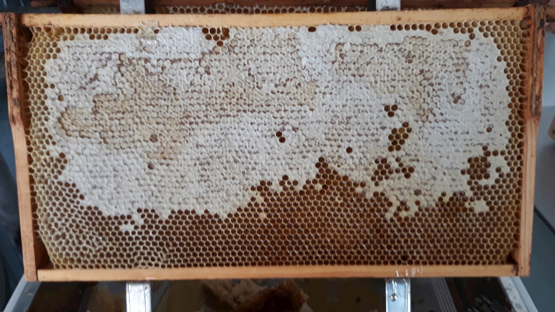 21 Mittelwand Mit Verdeckeltem Honig