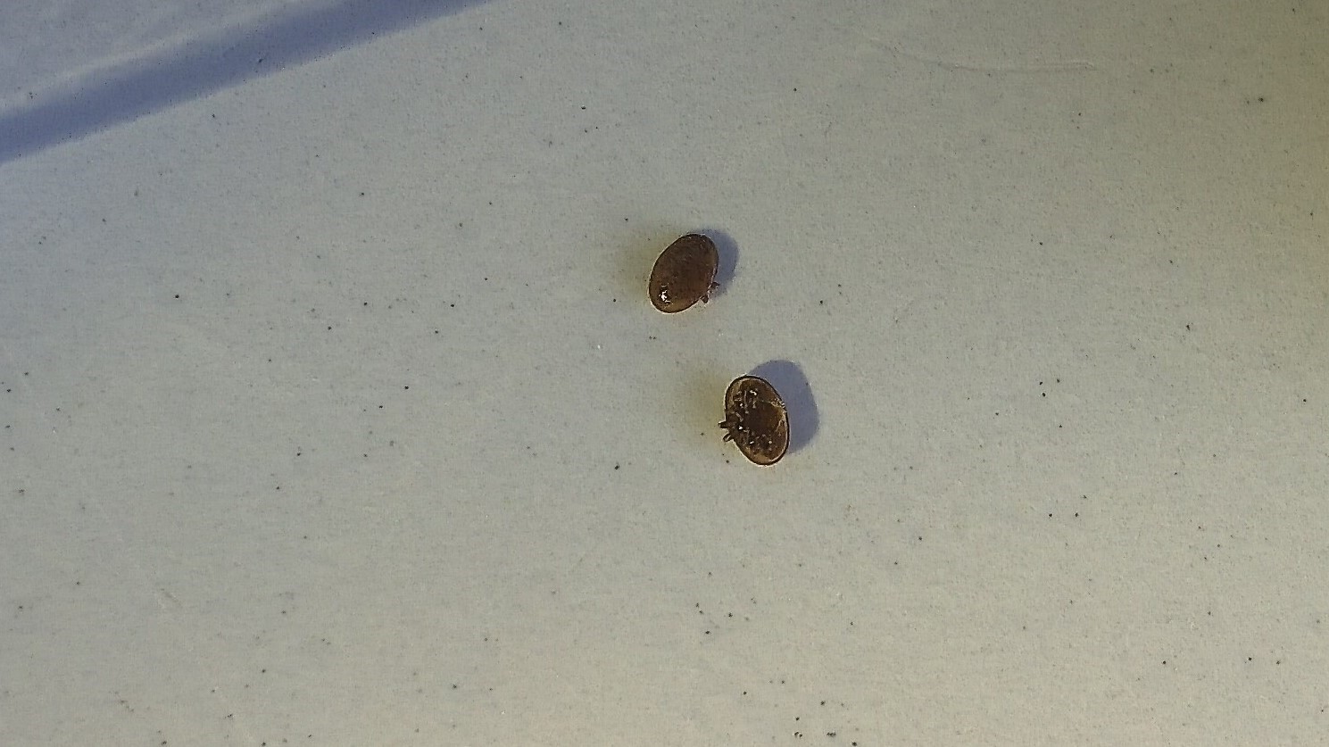 18 Unser Feind Die Varroamilbe, Sie Lauert Überall