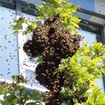 Bienen Schwärmen Aus