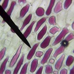 Zellen Einer Roten Zwiebel (1)