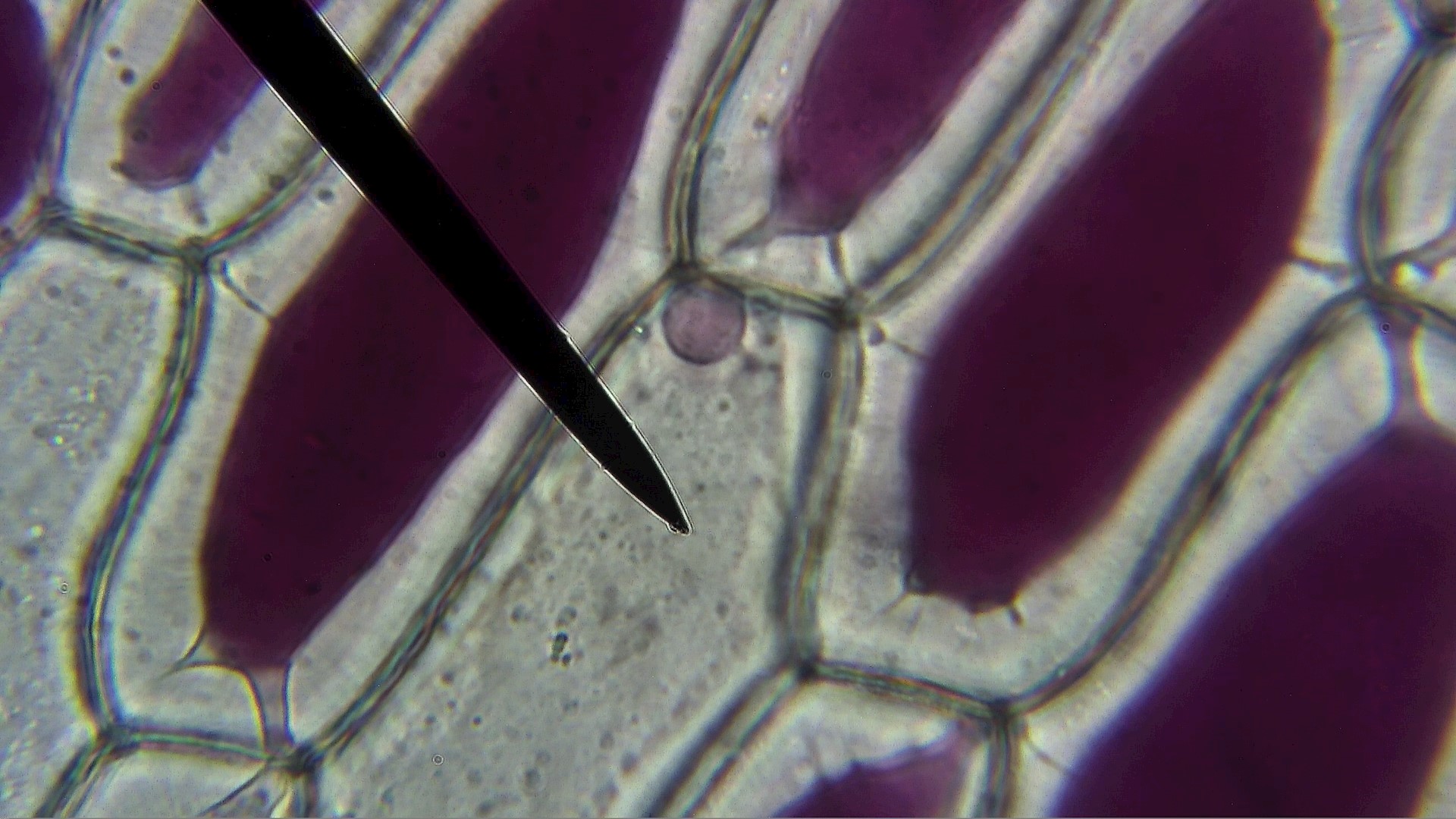 Zellen Einer Roten Zwiebel (2)